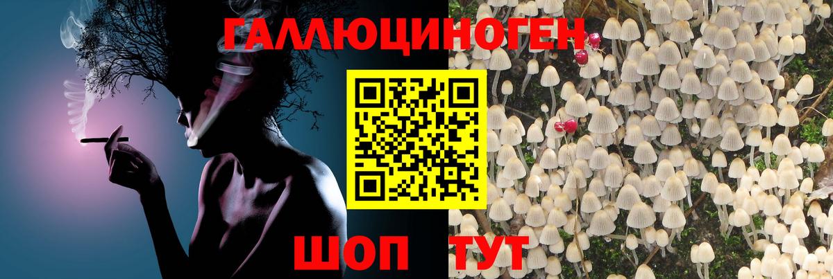 Галлюциногенные грибы Psilocybe  Чусовой 